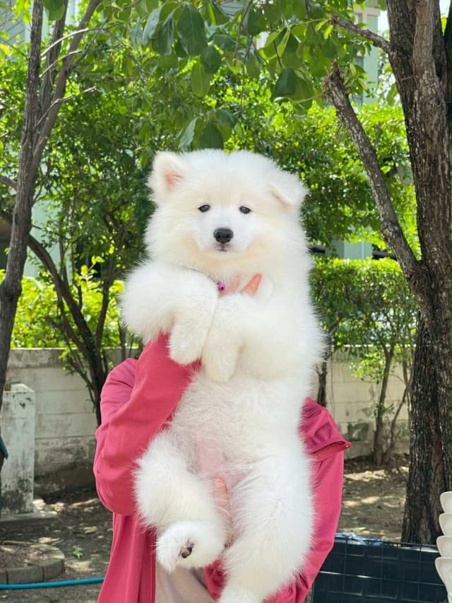 Samoyed 2