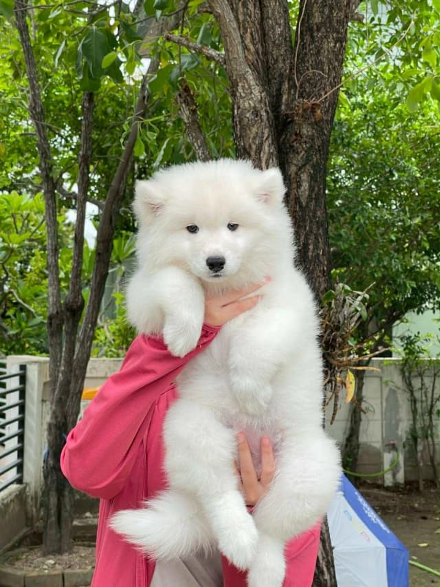 Samoyed 4