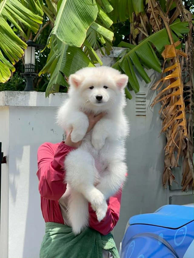 Samoyed 5