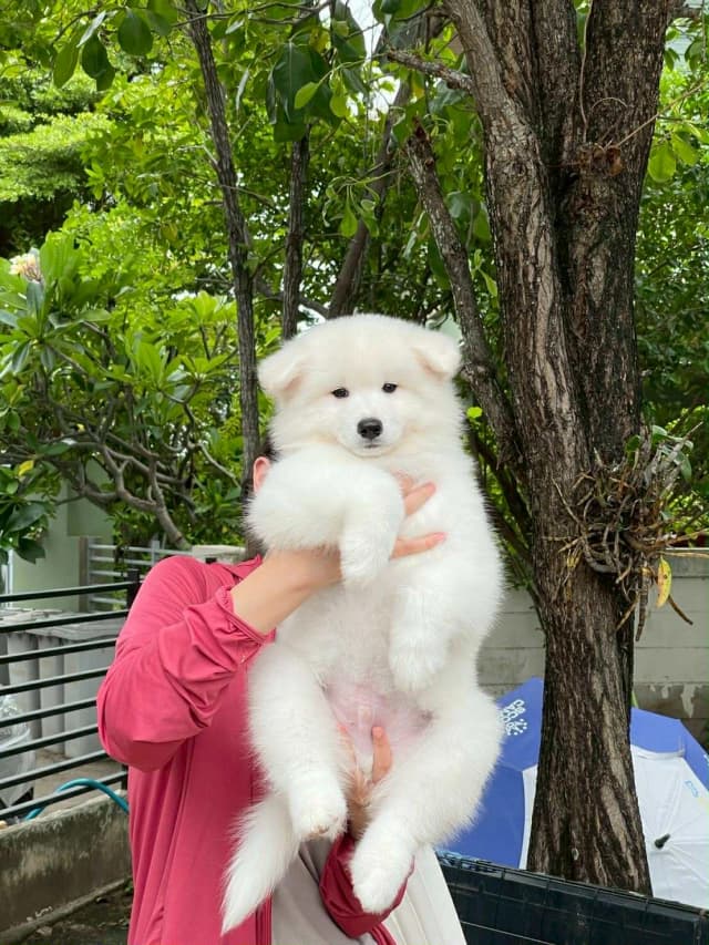 Samoyed 6