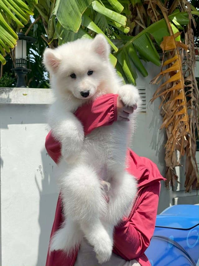 Samoyed 7