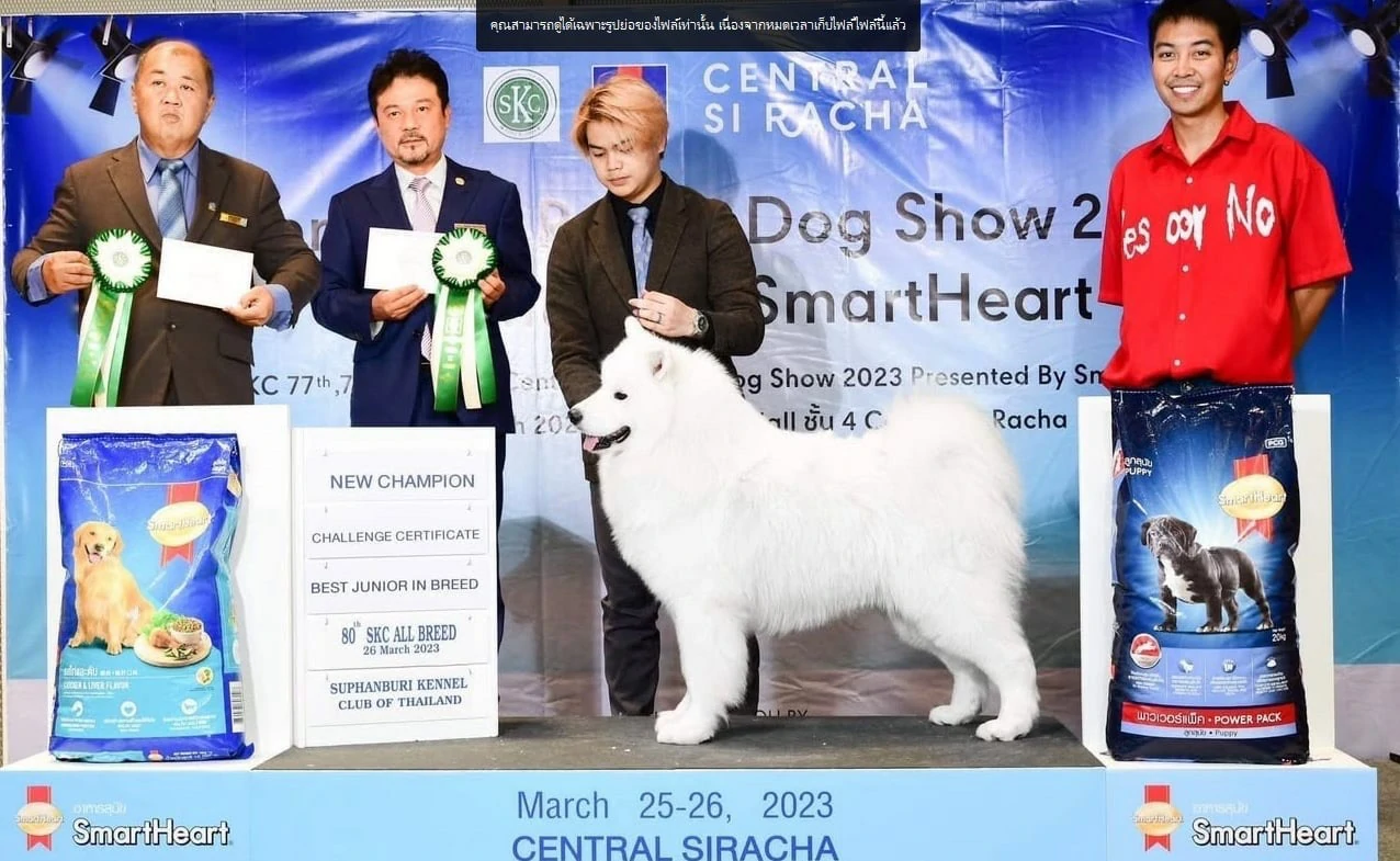 Samoyed